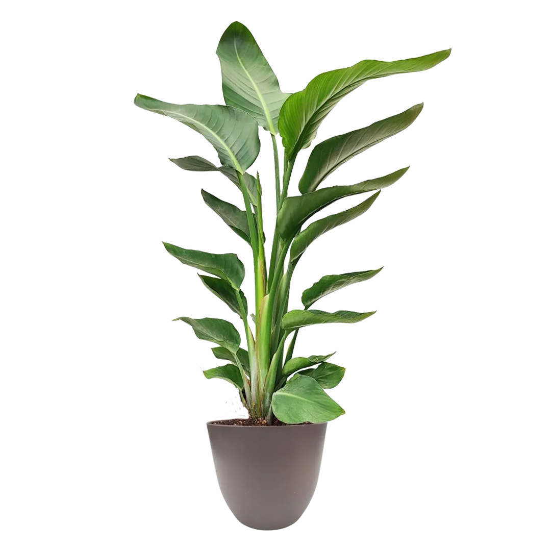 Pianta Strelitzia Nicolai alta 80 cm in vaso tortora da 20 cm in plastica riciclata