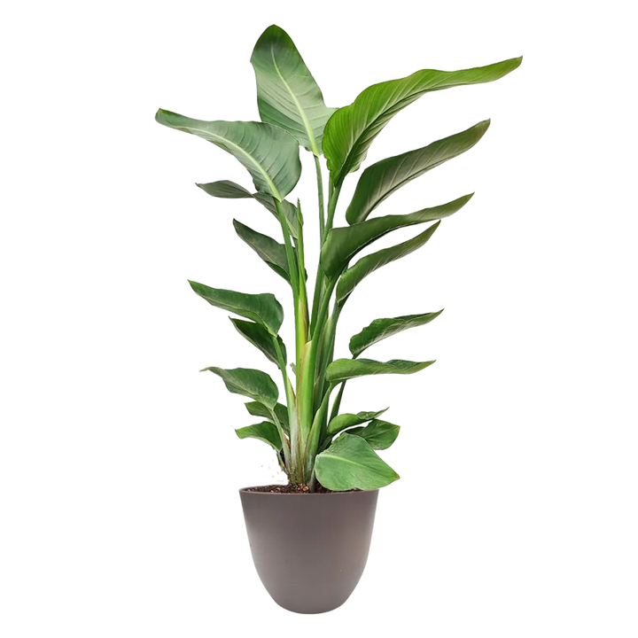 Pianta Strelitzia Nicolai alta 80 cm in vaso tortora da 20 cm in plastica riciclata