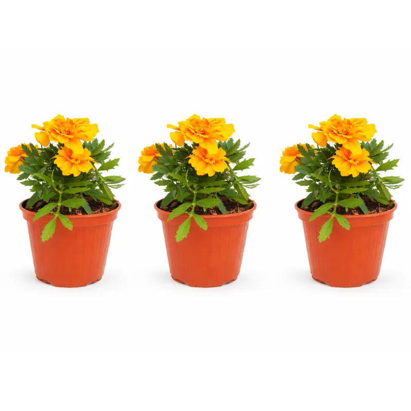 Tagete in vaso - Dettaglio dei fiori di Tagete arancioni e foglie verdi