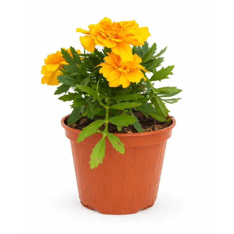 Tagete fiore - Pianta di Tagete in vaso D.14 H.30 cm con fiori arancioni vivaci