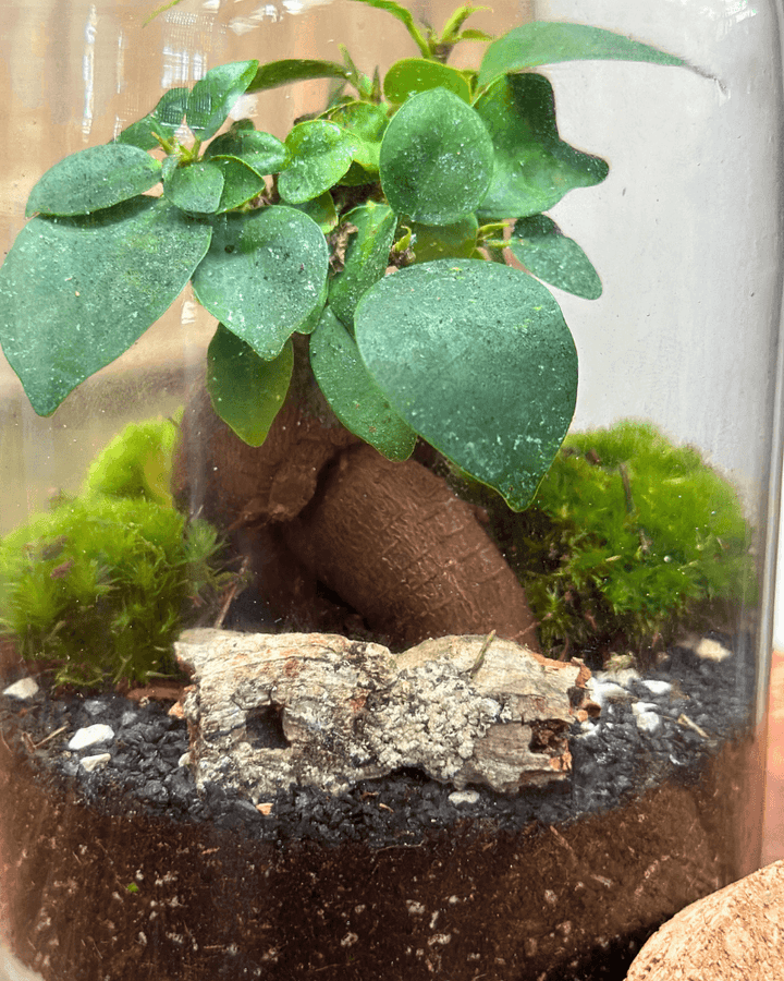 Terrarium Bonsai Ginseng Essence