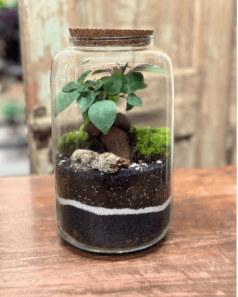 Terrarium Bonsai Ginseng Essence