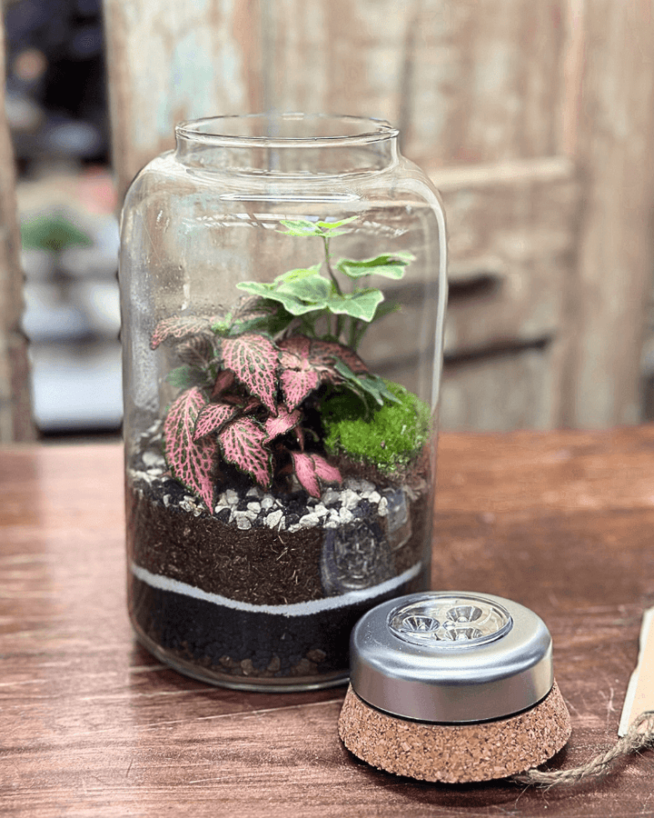 Terrarium Lumina