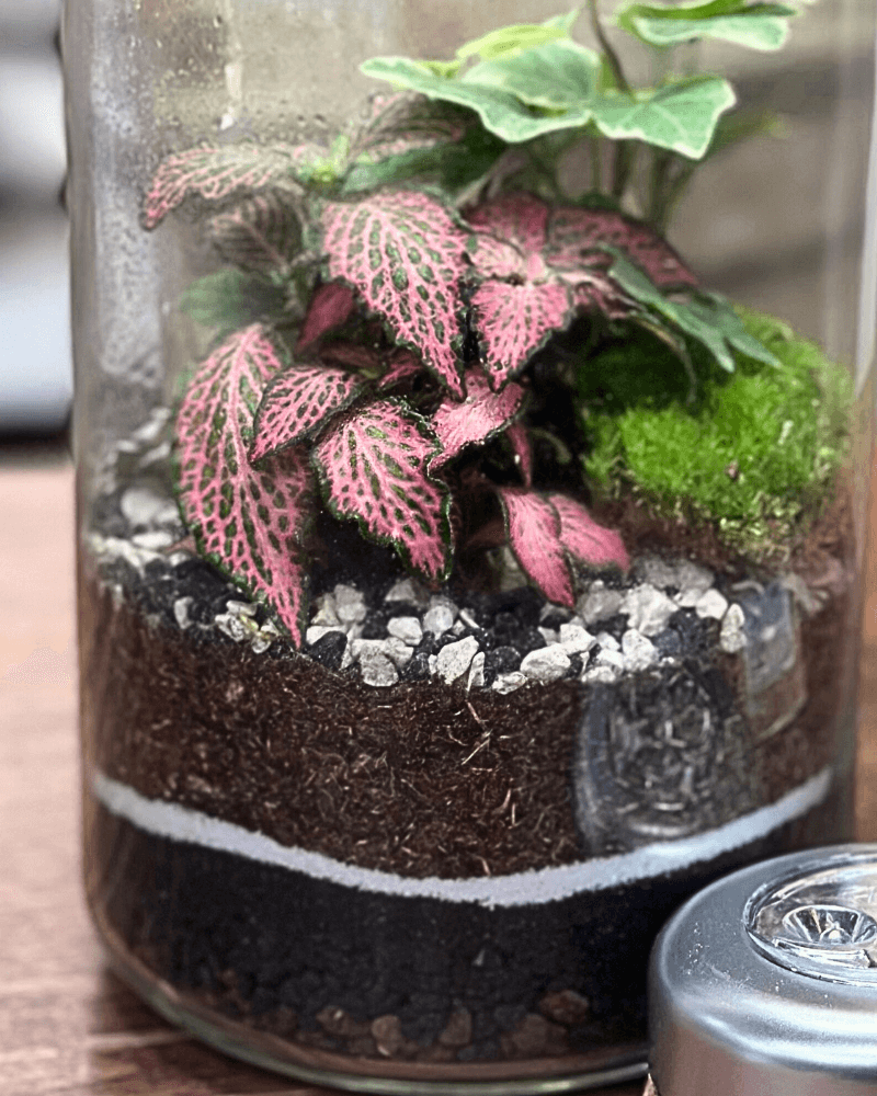 Terrarium Lumina