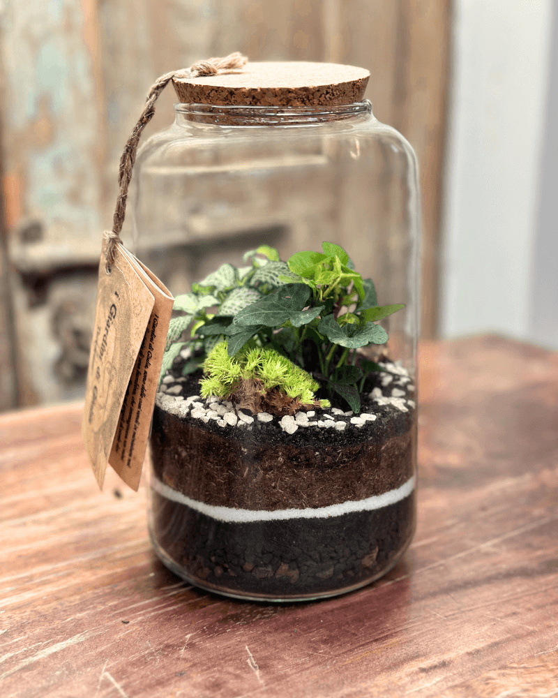 Terrarium Esotico Mini Giardino 015A