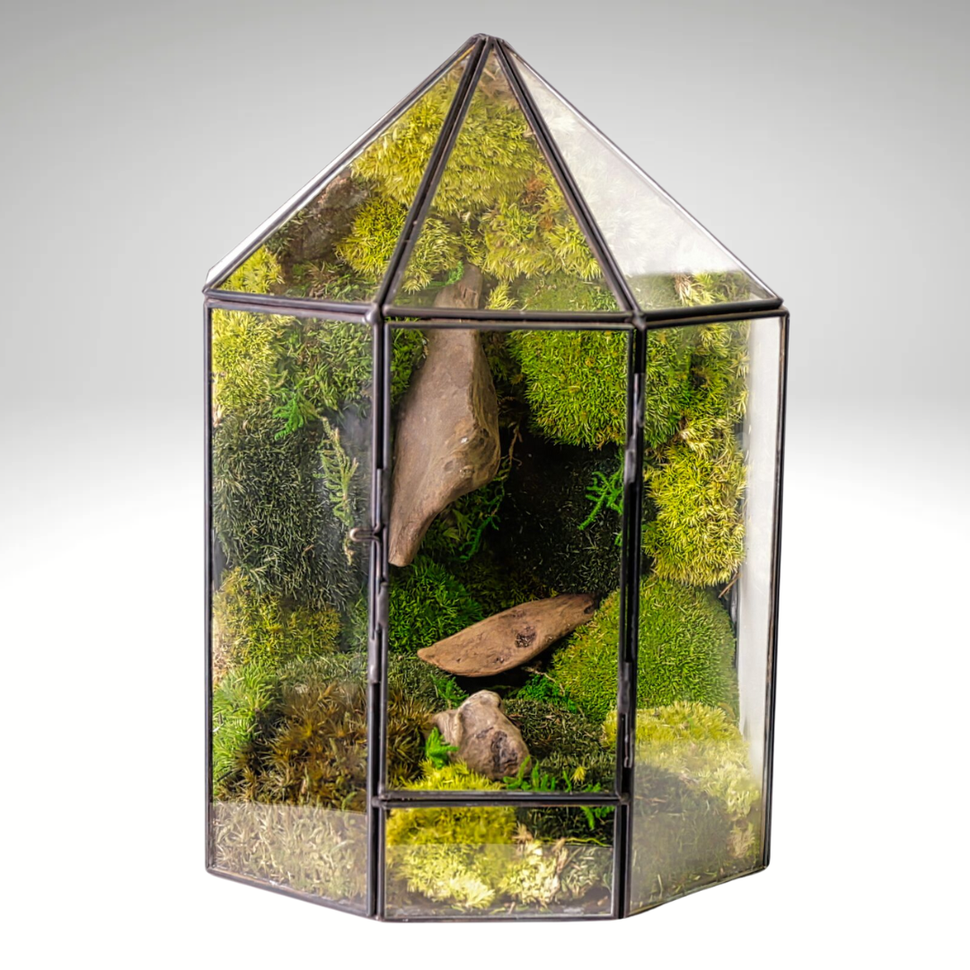 Terrarium Mini Voliera con Muschio Stabilizzato