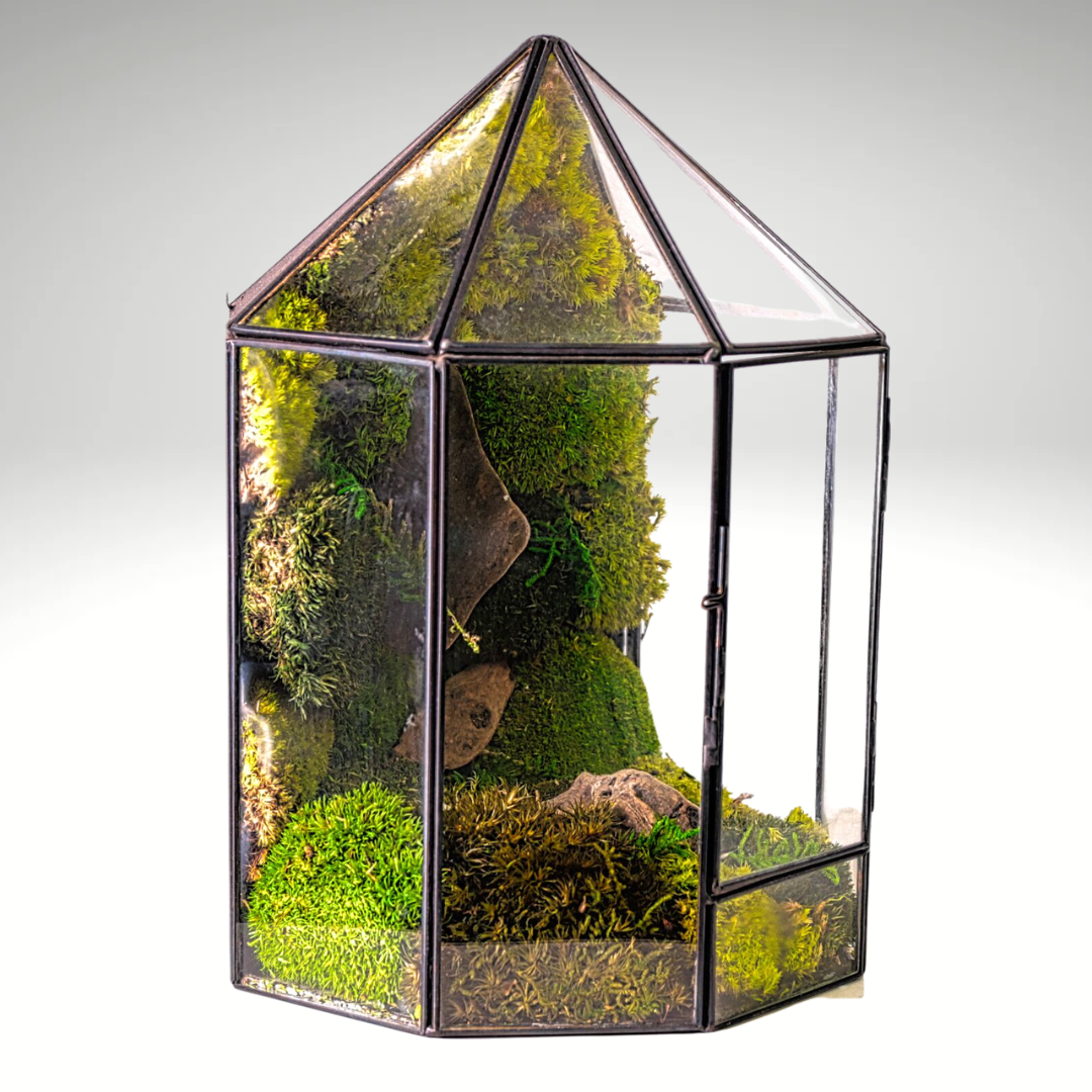 Terrarium Mini Voliera con Muschio Stabilizzato