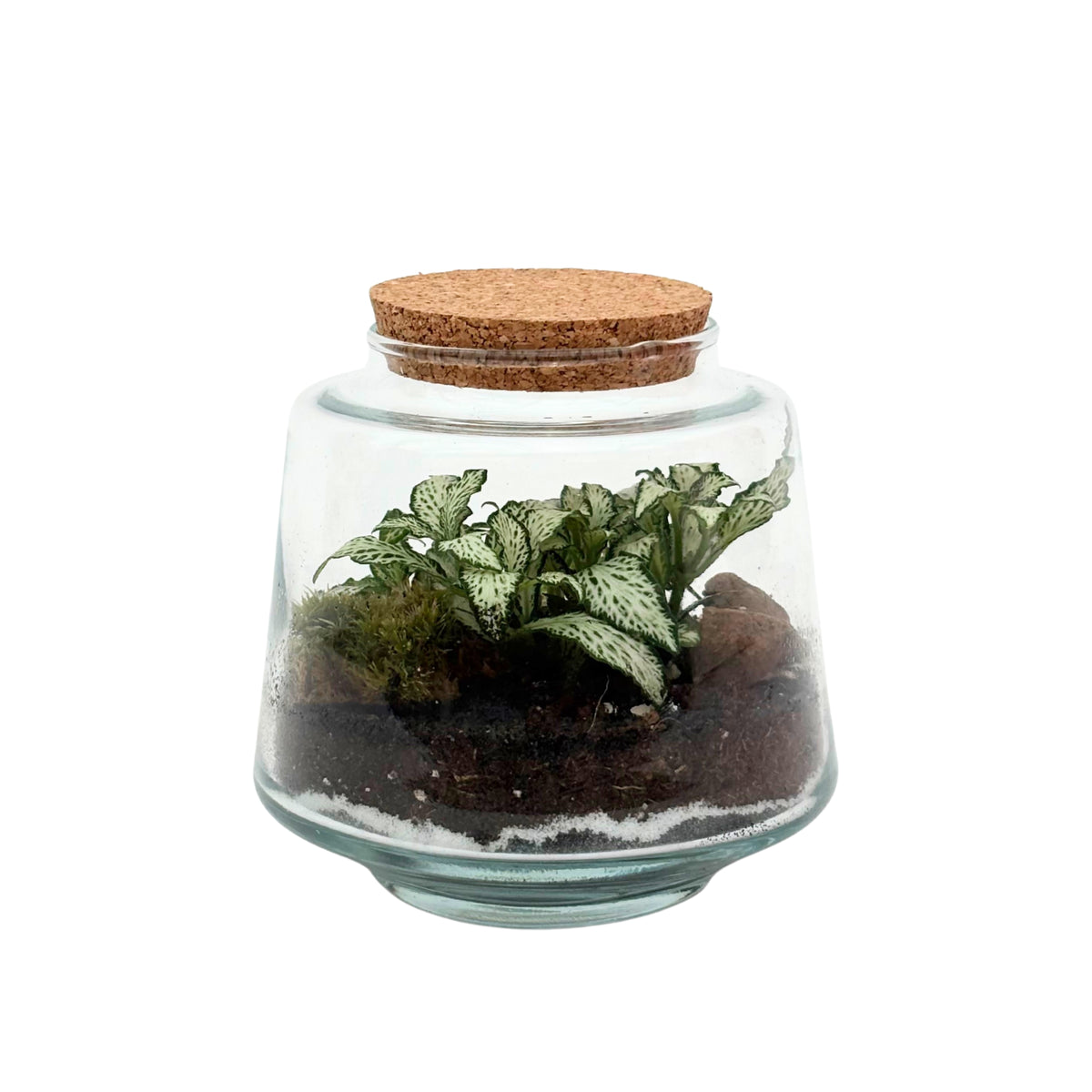 Wisdomtree Terrarium Kit Terrarium Fai da Te: Guida Completa Ecosistemi 2025 — i Giardini di ...
