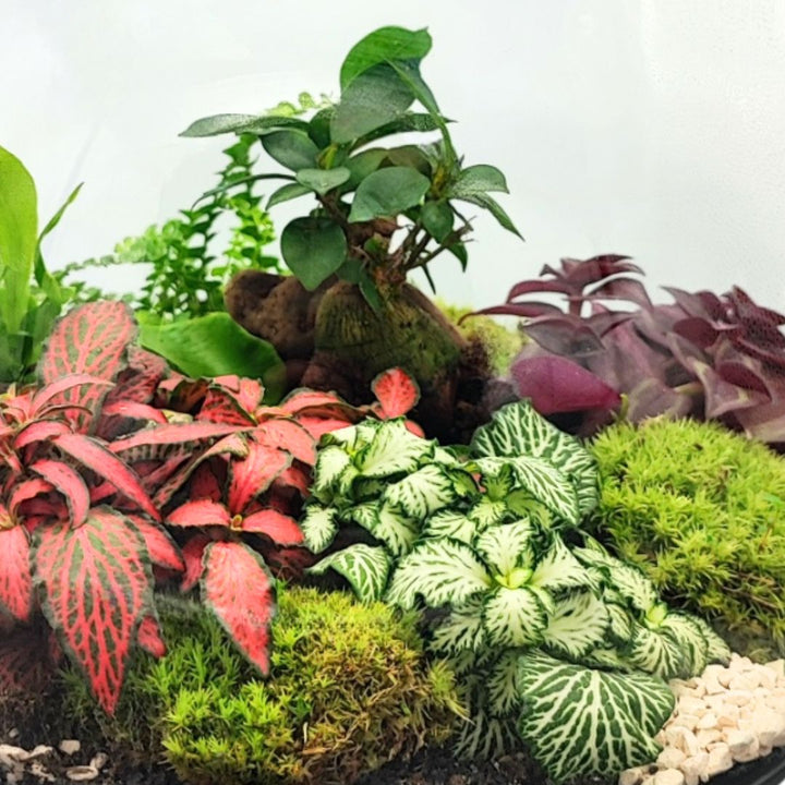 Dettaglio ravvicinato di un terrarium con piante tropicali e muschio stabilizzato in vaso di vetro