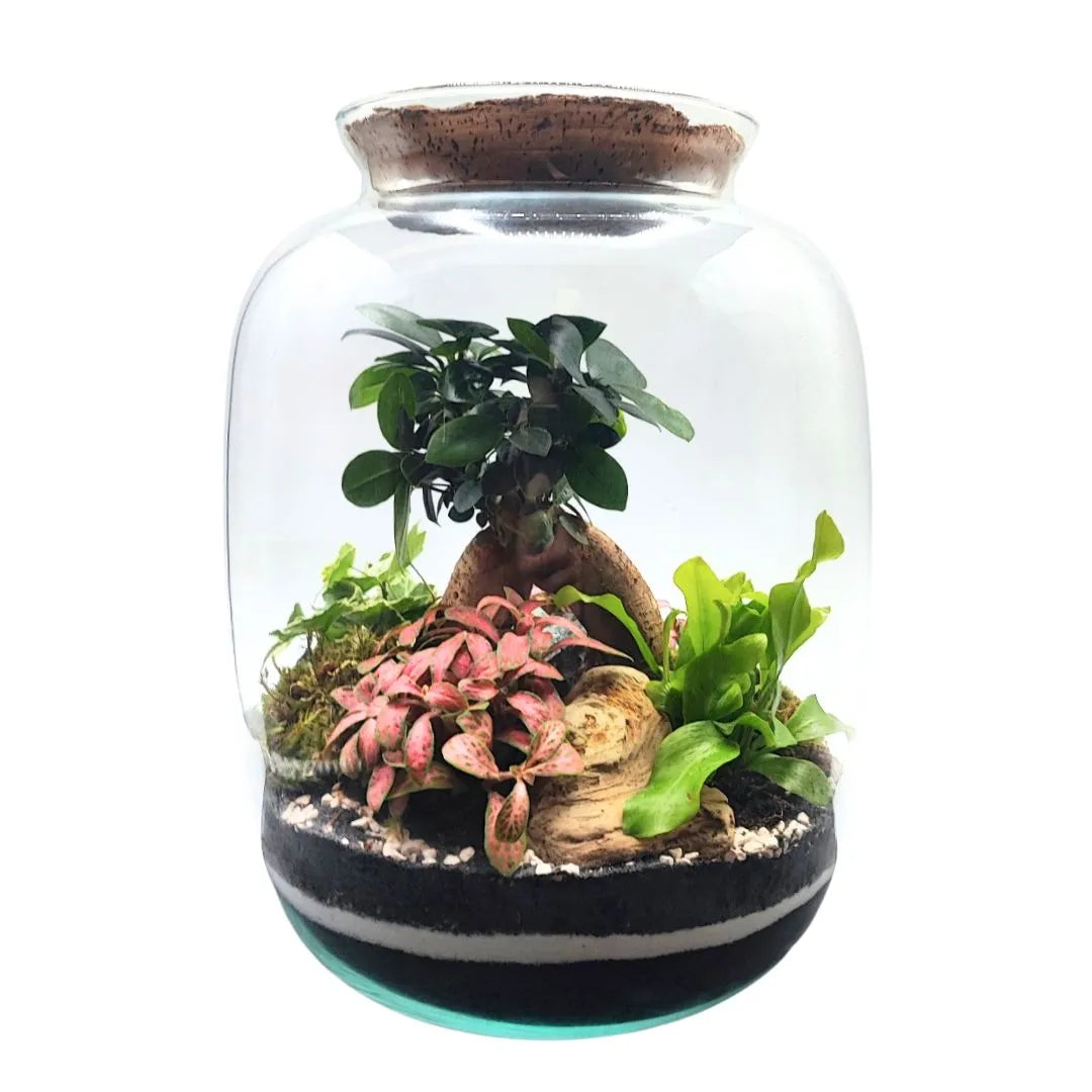 Terrarium con bonsai, Fittonia e felci in contenitore in vetro soffiato H.32 cm Ø 25 cm con tappo in sughero