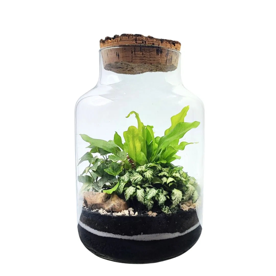 Terrarium con piante verdi in vaso di vetro con tappo in sughero – modello 20x18 cm