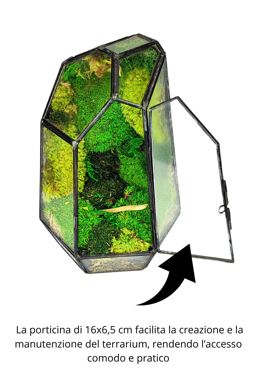 L'immagine mostra un terrario in vetro dalla forma irregolare, caratterizzato da una porticina apribile che misura 16x6,5 cm. L'interno del terrario è decorato con muschio verde di varie tonalità, conferendo un tocco naturale e rilassante. La porticina consente un accesso facile e pratico per la manutenzione e la creazione del terrario, rendendo semplice la gestione dello spazio interno.