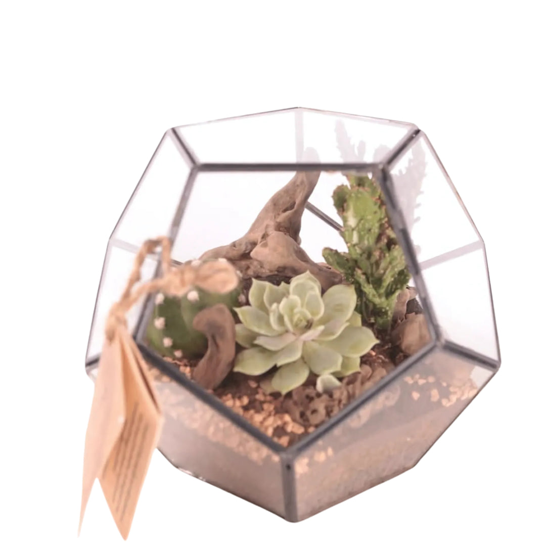 Terrarium geometrico in vetro trasparente contenente piante grasse, pezzi di legno naturale e substrato decorativo. Composizione dallo stile minimalista e naturale, con etichetta appesa in corda.