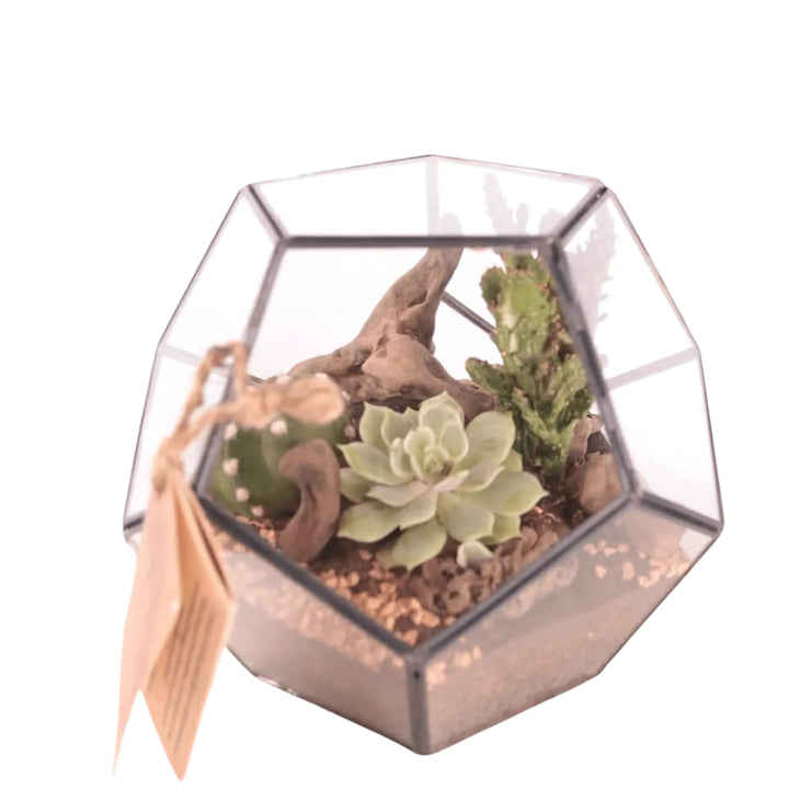 Terrarium geometrico in vetro trasparente contenente piante grasse, pezzi di legno naturale e substrato decorativo. Composizione dallo stile minimalista e naturale, con etichetta appesa in corda.
