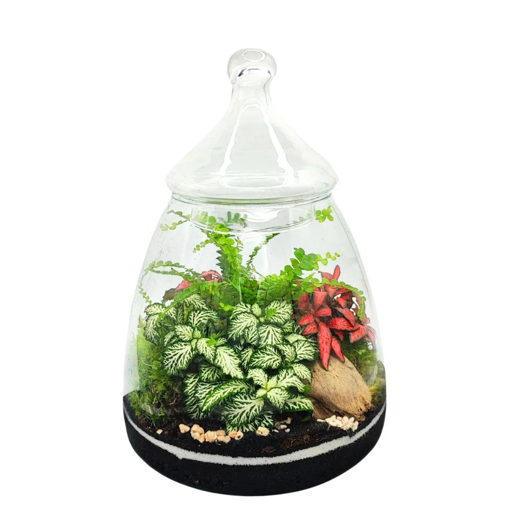 Terrarium chiuso in vetro con piante tropicali e fittonia colorata – vaso con tappo in vetro artigianale