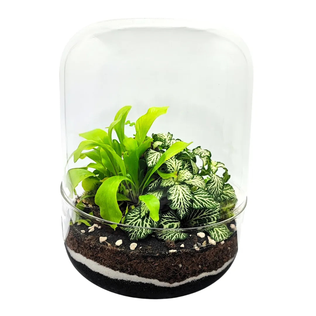 Terrarium decorativo con felci e Fittonia in vaso in vetro H.20 cm D.13 cm