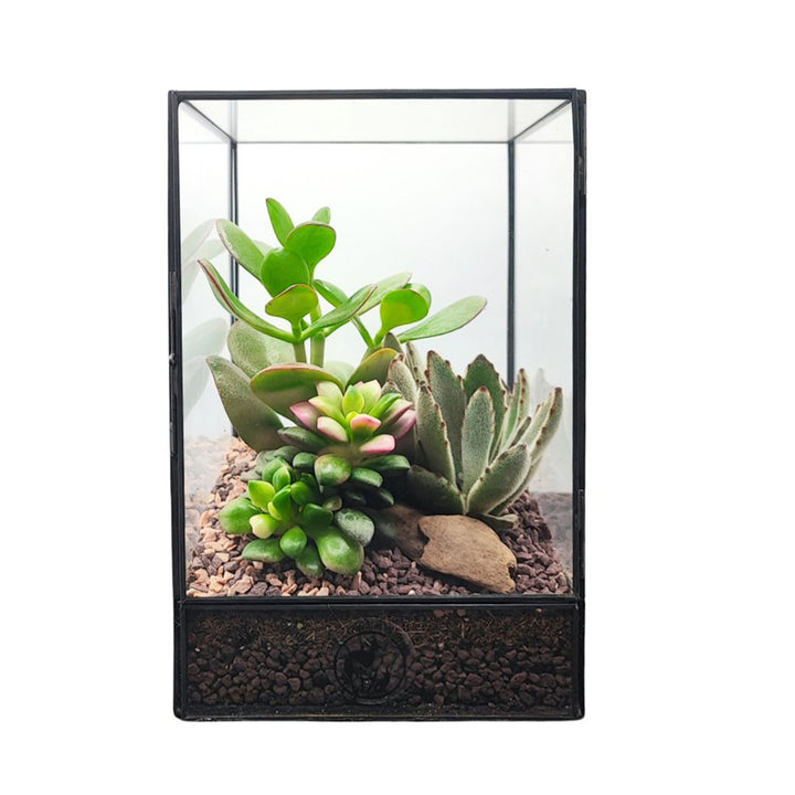 Terrarium geometrico verticale con piante grasse vere in vaso di vetro – composizione succulente decorative in stile moderno per interni – I Giardini di Giulia

