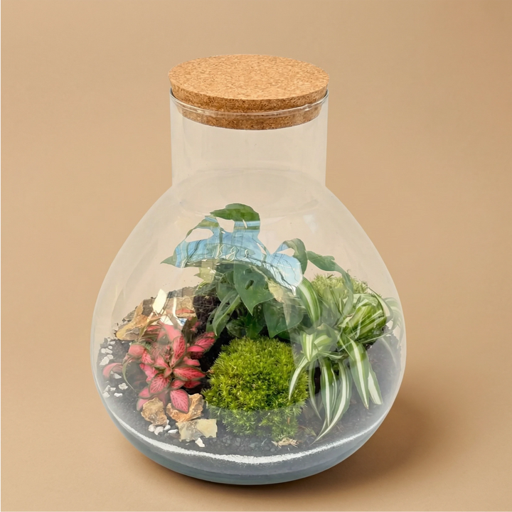 Terrario sferico in vetro con tappo in sughero contenente piante tropicali e muschio, composizione vegetale decorativa da interno