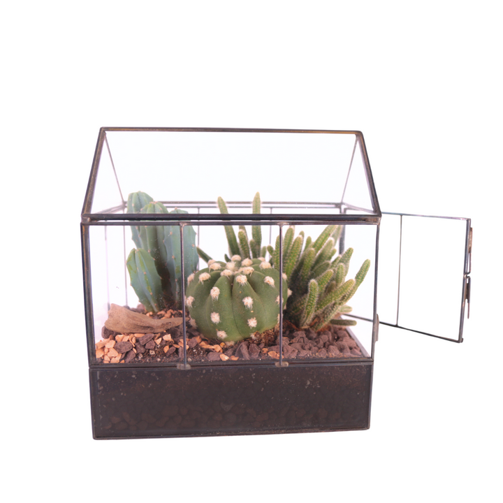 Terrarium Mini Serra con Piante Grasse