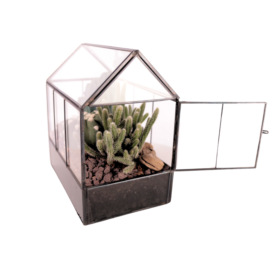 Terrarium Mini Serra con Piante Grasse