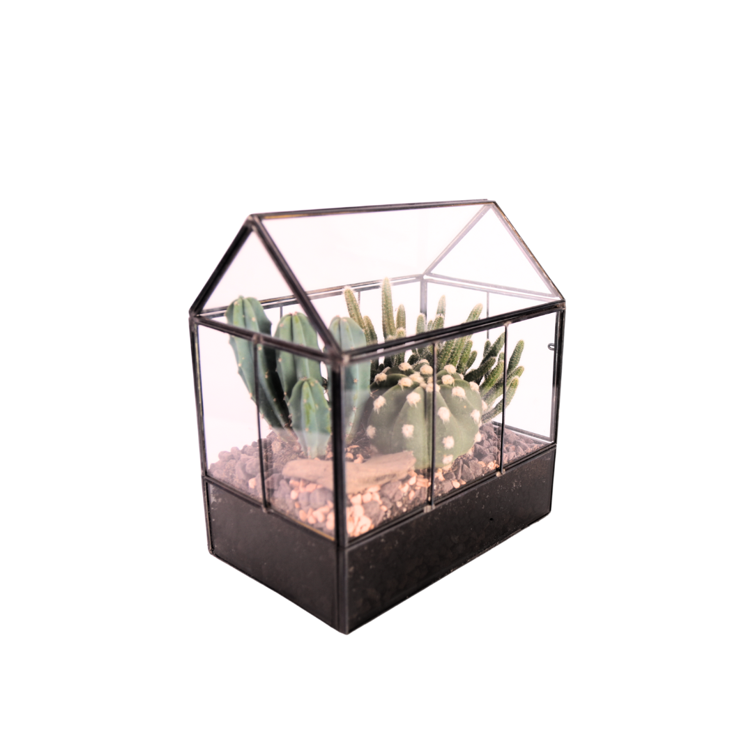 Terrarium Mini Serra con Piante Grasse