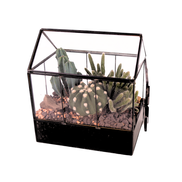 Terrarium Mini Serra con Piante Grasse