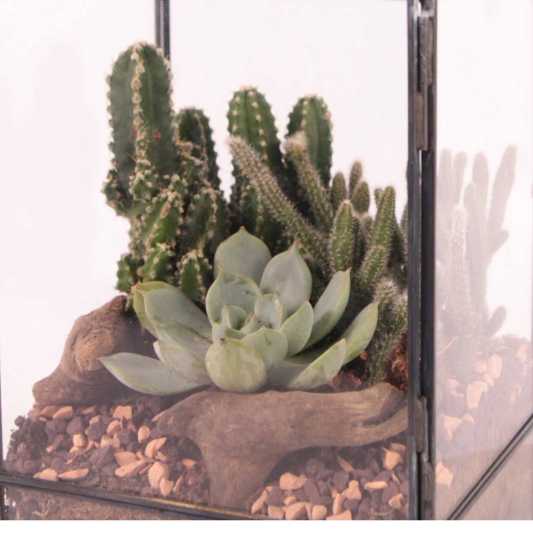 Terrarium Rettangolare con Piante Grasse