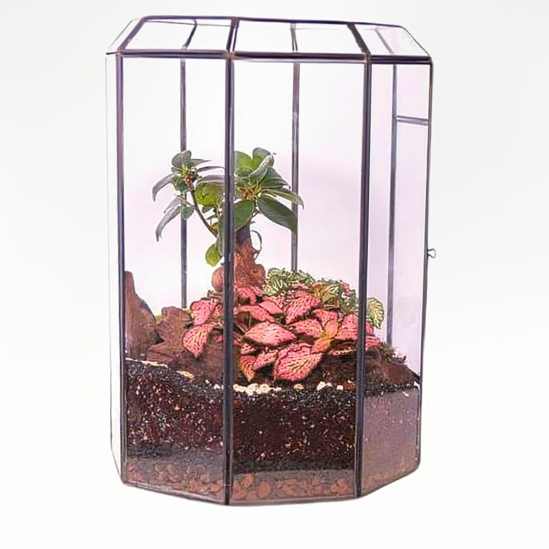 Terrarium Infinito