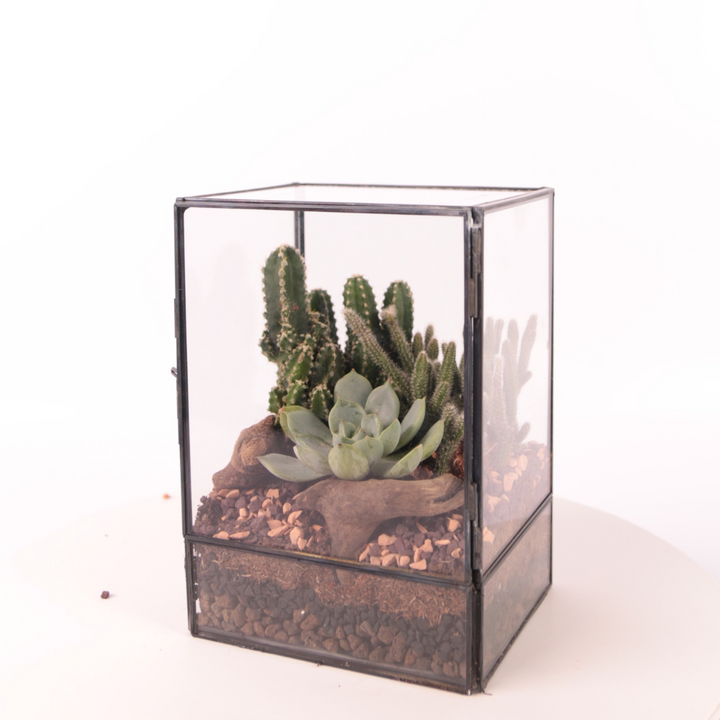 Terrarium Rettangolare con Piante Grasse