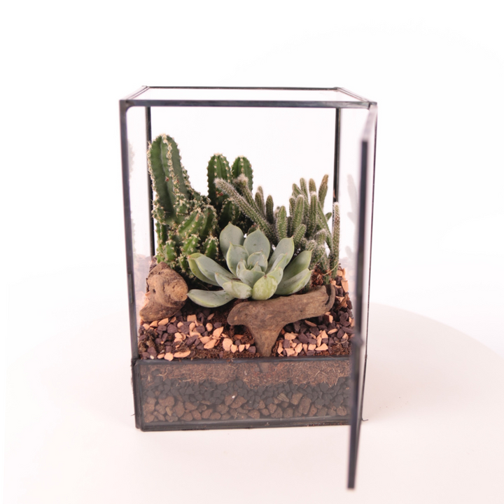 Terrarium Rettangolare con Piante Grasse