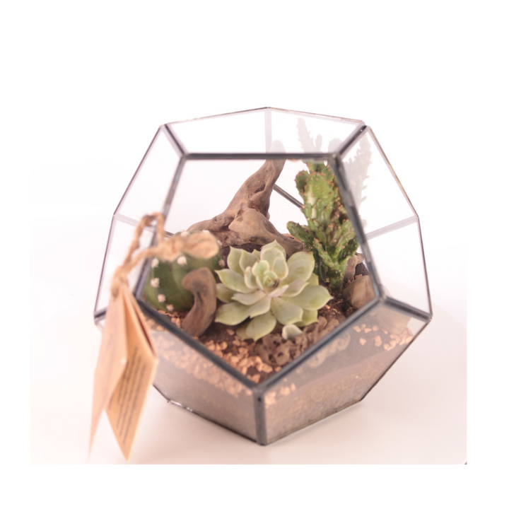 Terrarium Geometrico con Piante Grasse