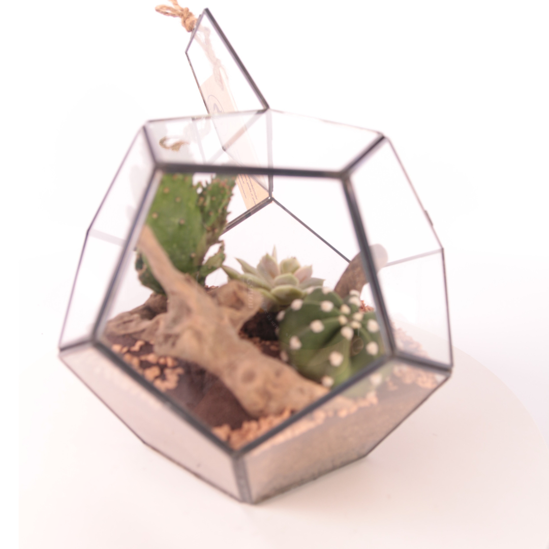 Terrarium Geometrico con Piante Grasse