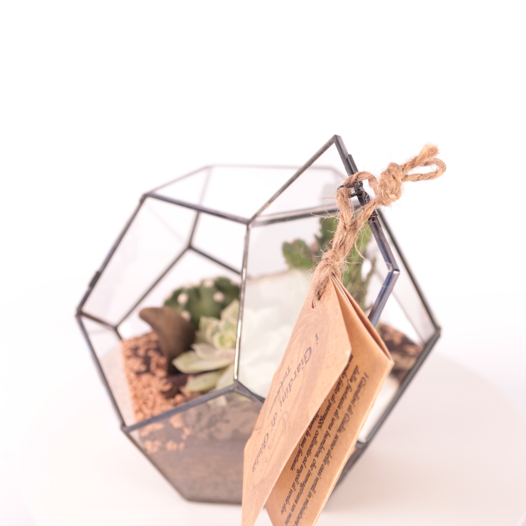 Terrarium Geometrico con Piante Grasse