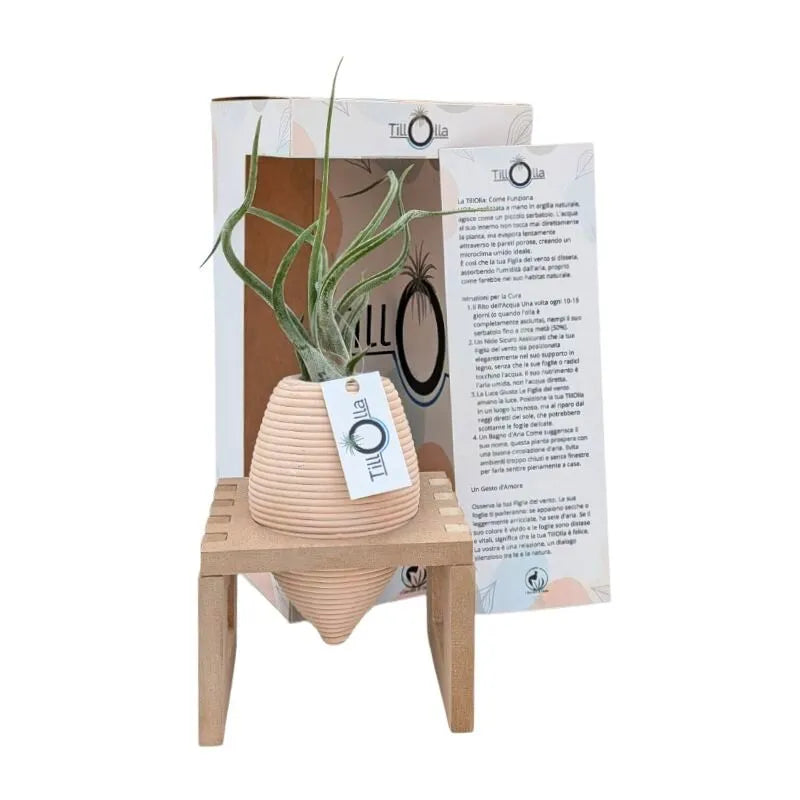 immagine mostra una Tillandsie messa in una olla di terracotta inserita un un pporto in legnio 