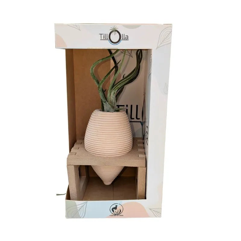 immagine mostra una Tillandsie messa in una olla di terracotta inserita un un pporto in legnio in una scatola bianca 