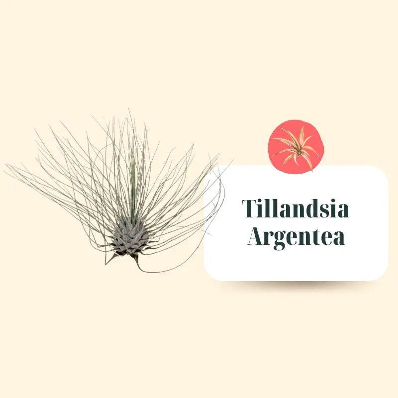 Set Tillandsie Premium – L