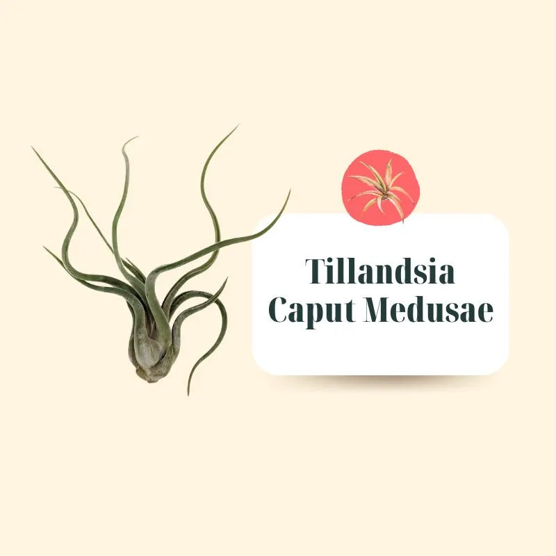 Set Tillandsie Premium – XL