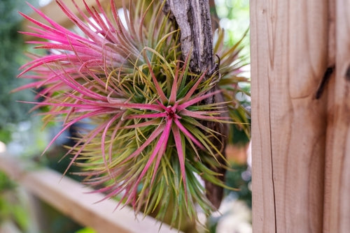 Tillandsia Ionantha Verde XXL: Pianta Aerea Naturale che Cambia Colore - i Giardini di Giulia  