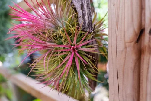 Tillandsia Ionantha Verde XXL: Pianta Aerea Naturale che Cambia Colore - i Giardini di Giulia  