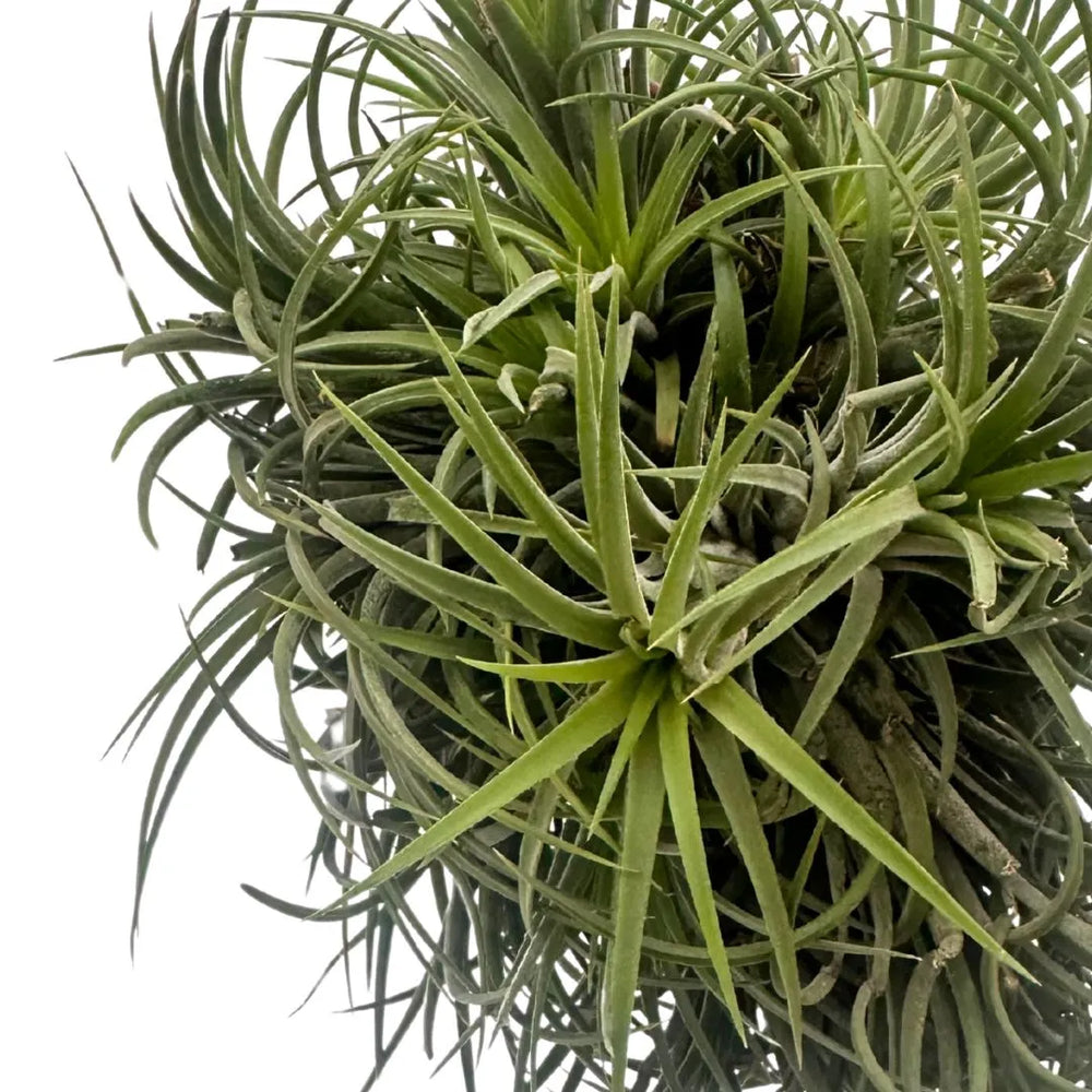 Tillandsia Ionantha Verde XXL: Pianta Aerea Naturale che Cambia Colore - i Giardini di Giulia  