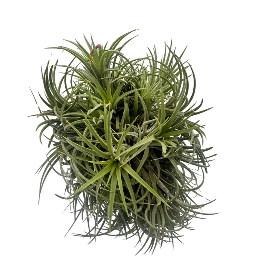 Tillandsia Ionantha Verde XXL: Pianta Aerea Naturale che Cambia Colore - i Giardini di Giulia  