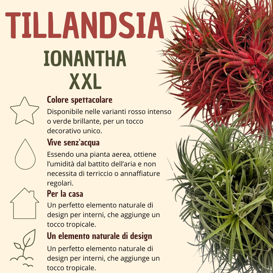 Tillandsia Ionantha Verde XXL: Pianta Aerea Naturale che Cambia Colore - i Giardini di Giulia  