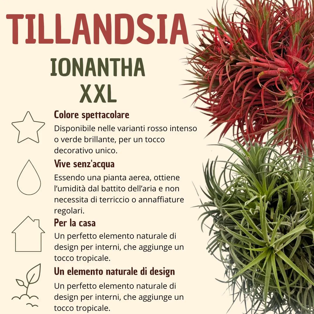 Tillandsia Ionantha Rossa XXL 15 cm diamtero  | Pianta Aerea Decorativa - i Giardini di Giulia  