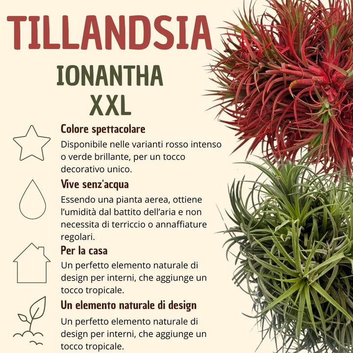 Tillandsia Ionantha Rossa XXL 15 cm diamtero  | Pianta Aerea Decorativa - i Giardini di Giulia  