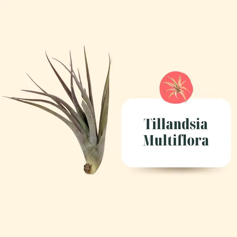 Set Tillandsie Premium – M