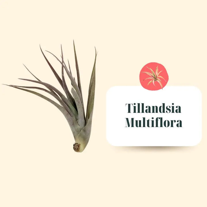 Set Tillandsie Premium – XL