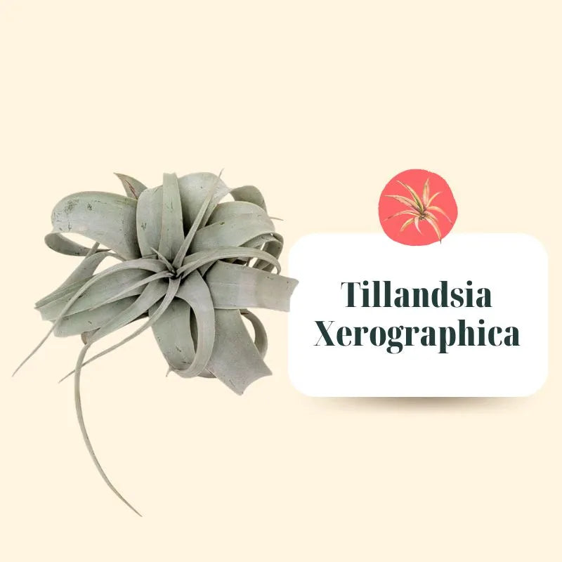 Set Tillandsie Premium – L