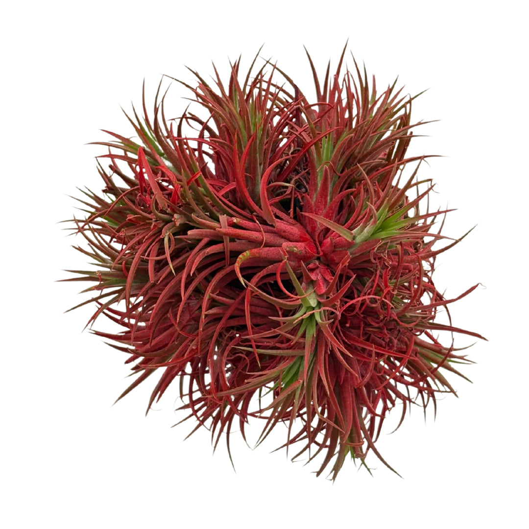 Tillandsia Ionantha Rossa XXL con sfumature rosse decorative

