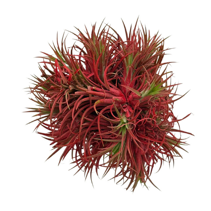 Tillandsia Ionantha Rossa XXL 15 cm diamtero  | Pianta Aerea Decorativa - i Giardini di Giulia  