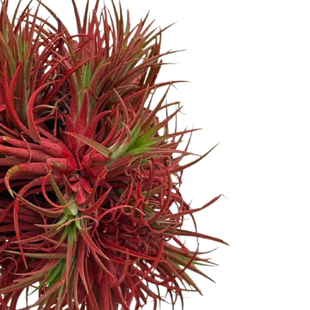 Tillandsia Ionantha Rossa XXL 15 cm diamtero  | Pianta Aerea Decorativa - i Giardini di Giulia  